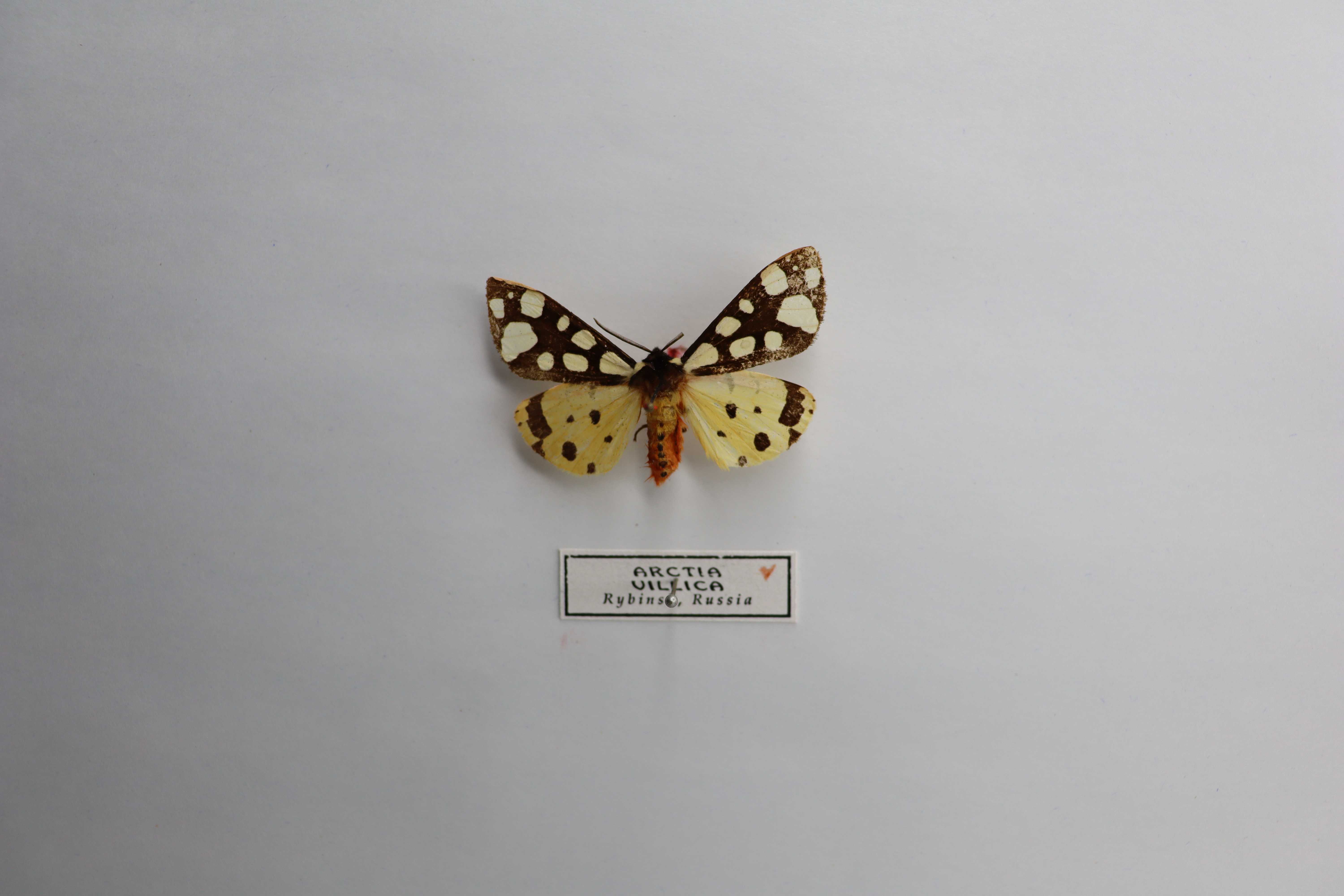 Arctia villica
