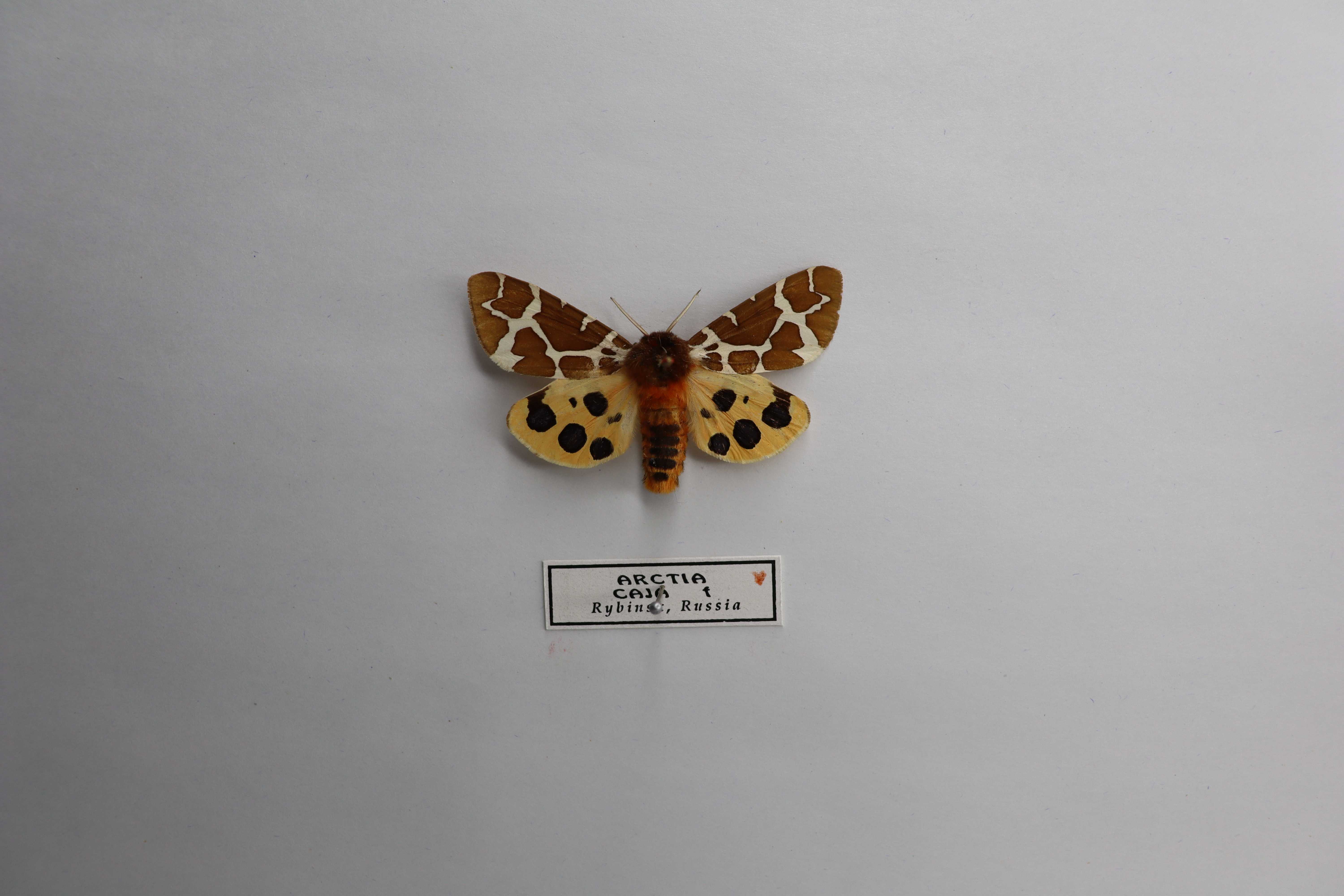 Arctia caja