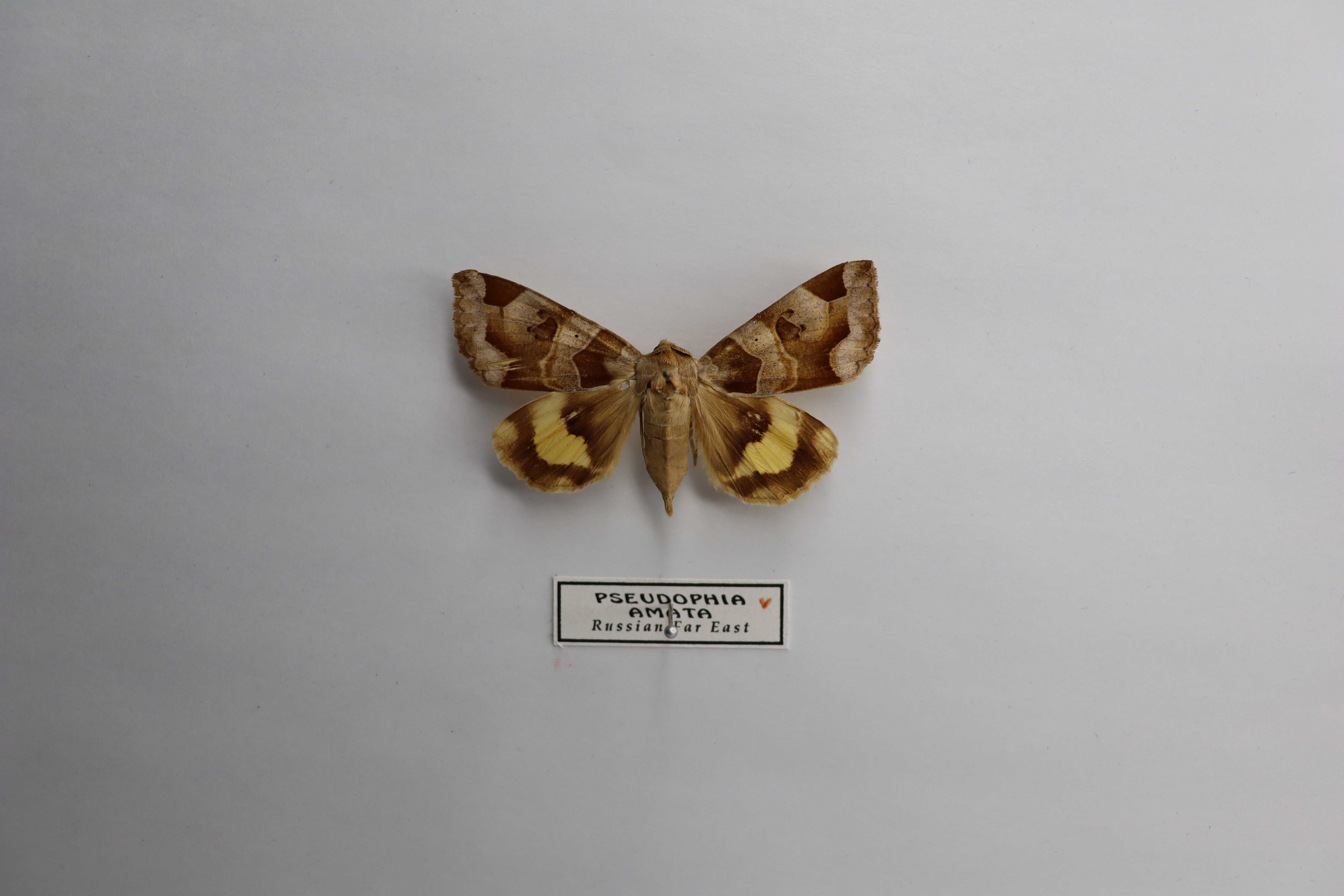 Pseudophia amata