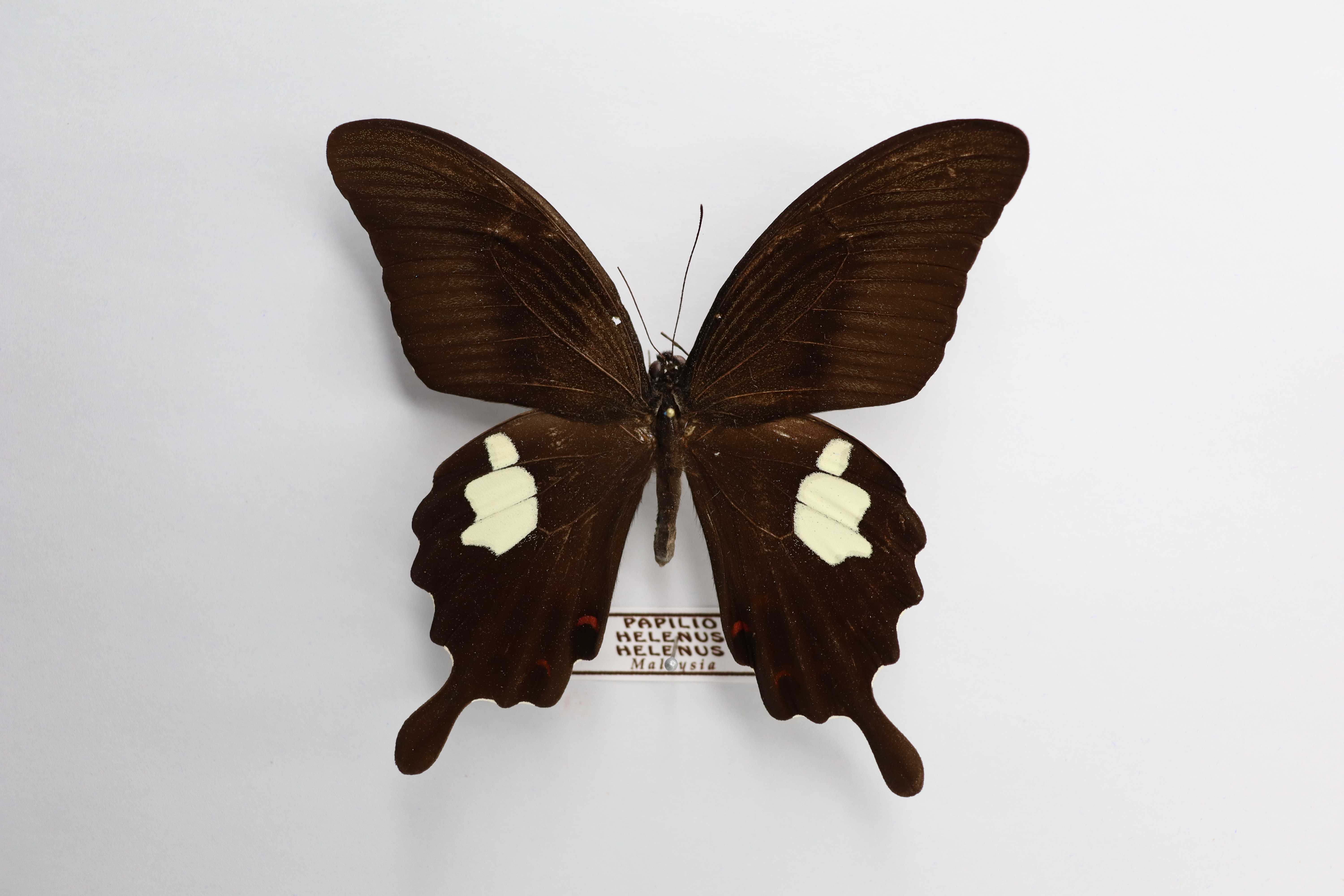 Papilio helenus helenus