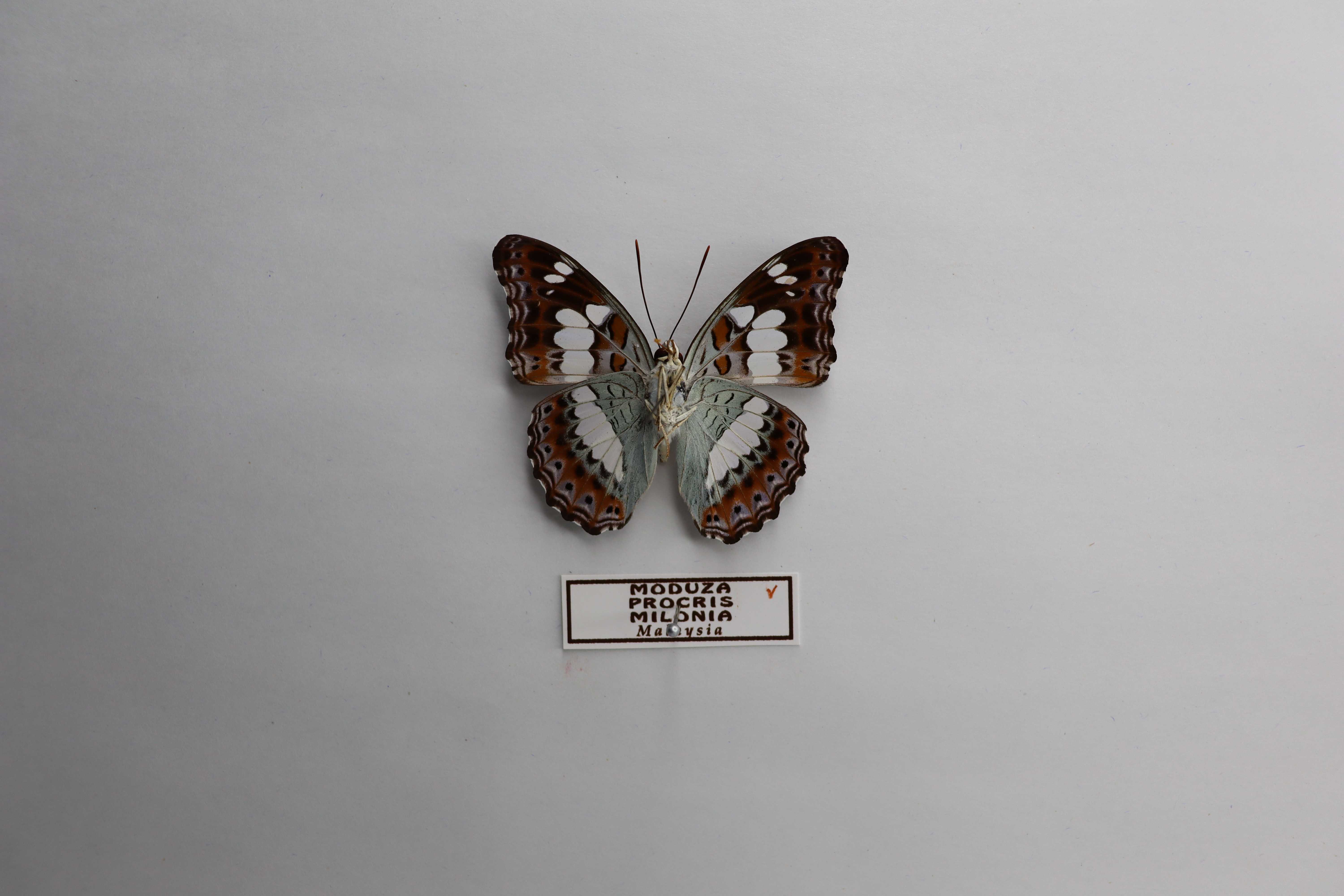 Moduza procris milonia