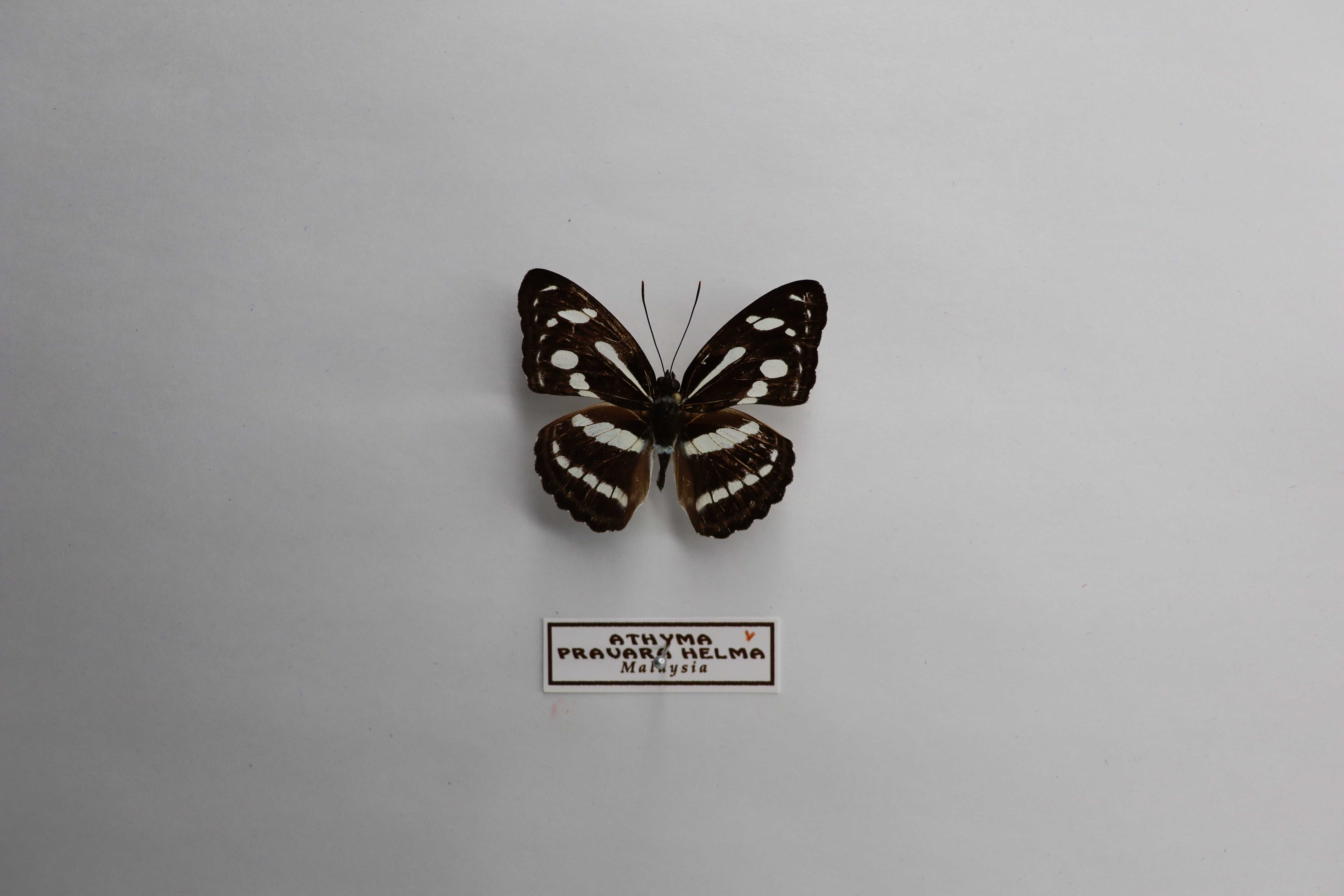 Athyma pravara helma