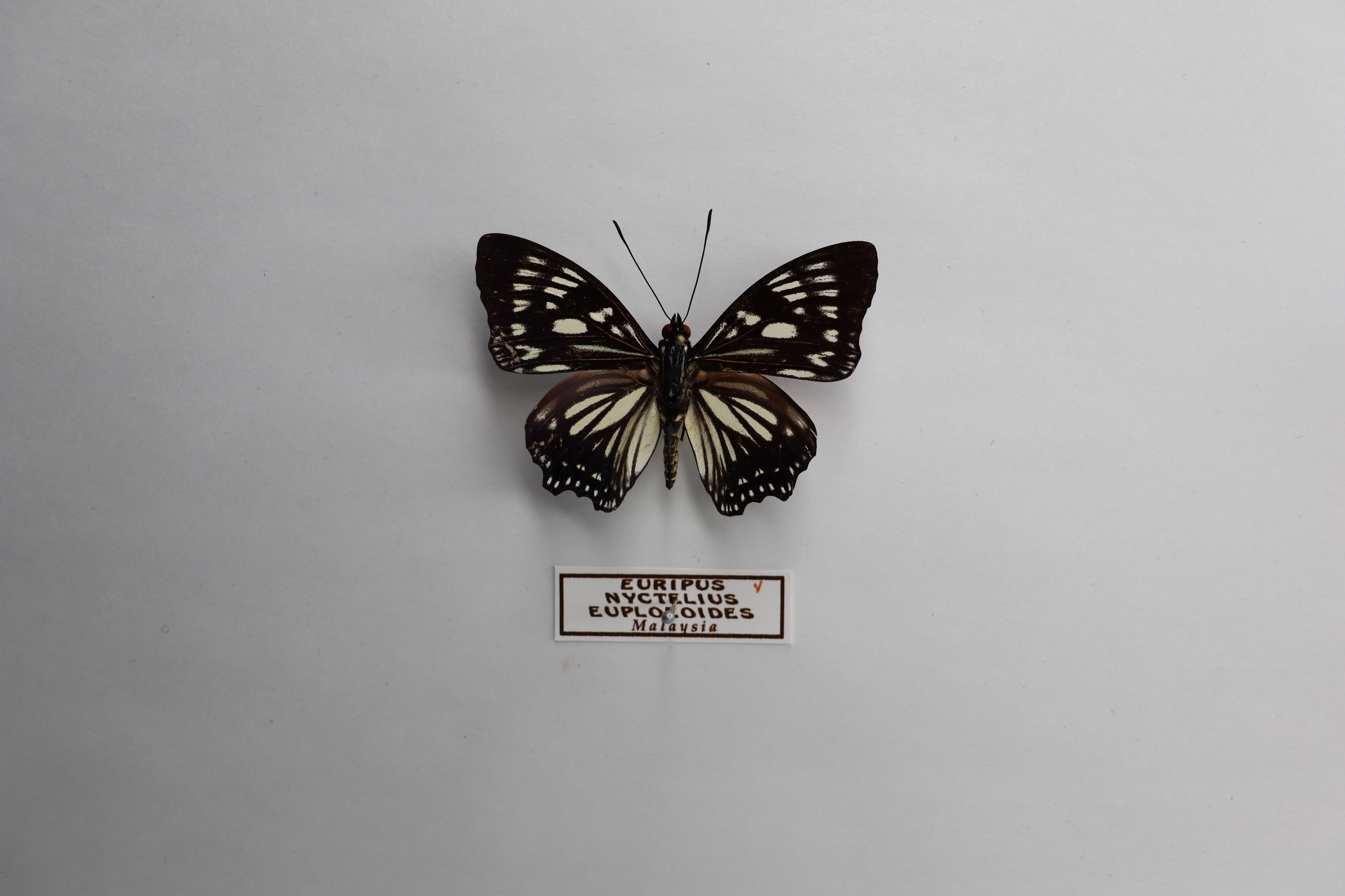 Euripus nyctelius euploeoides