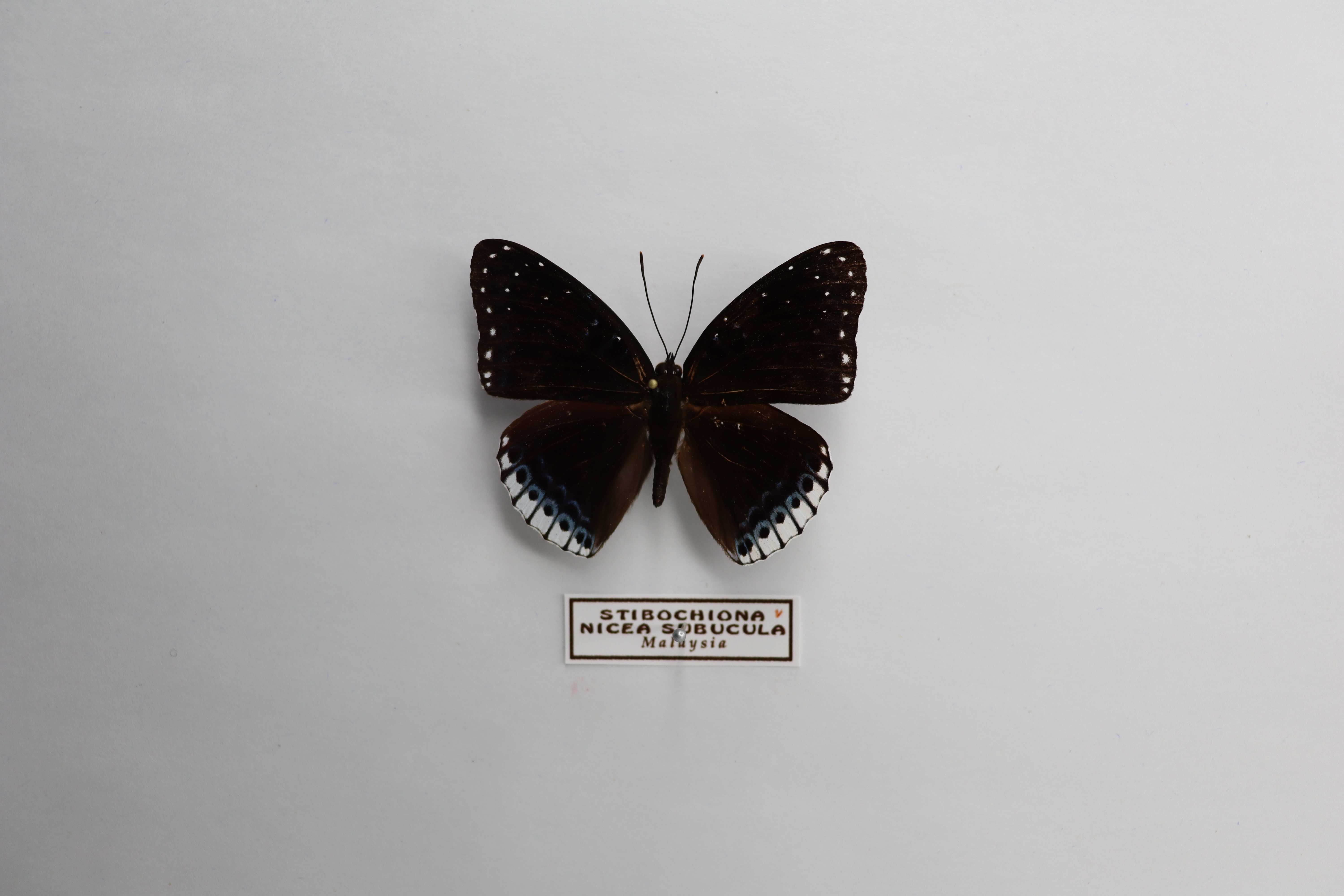 Stibochiona nicea subucula