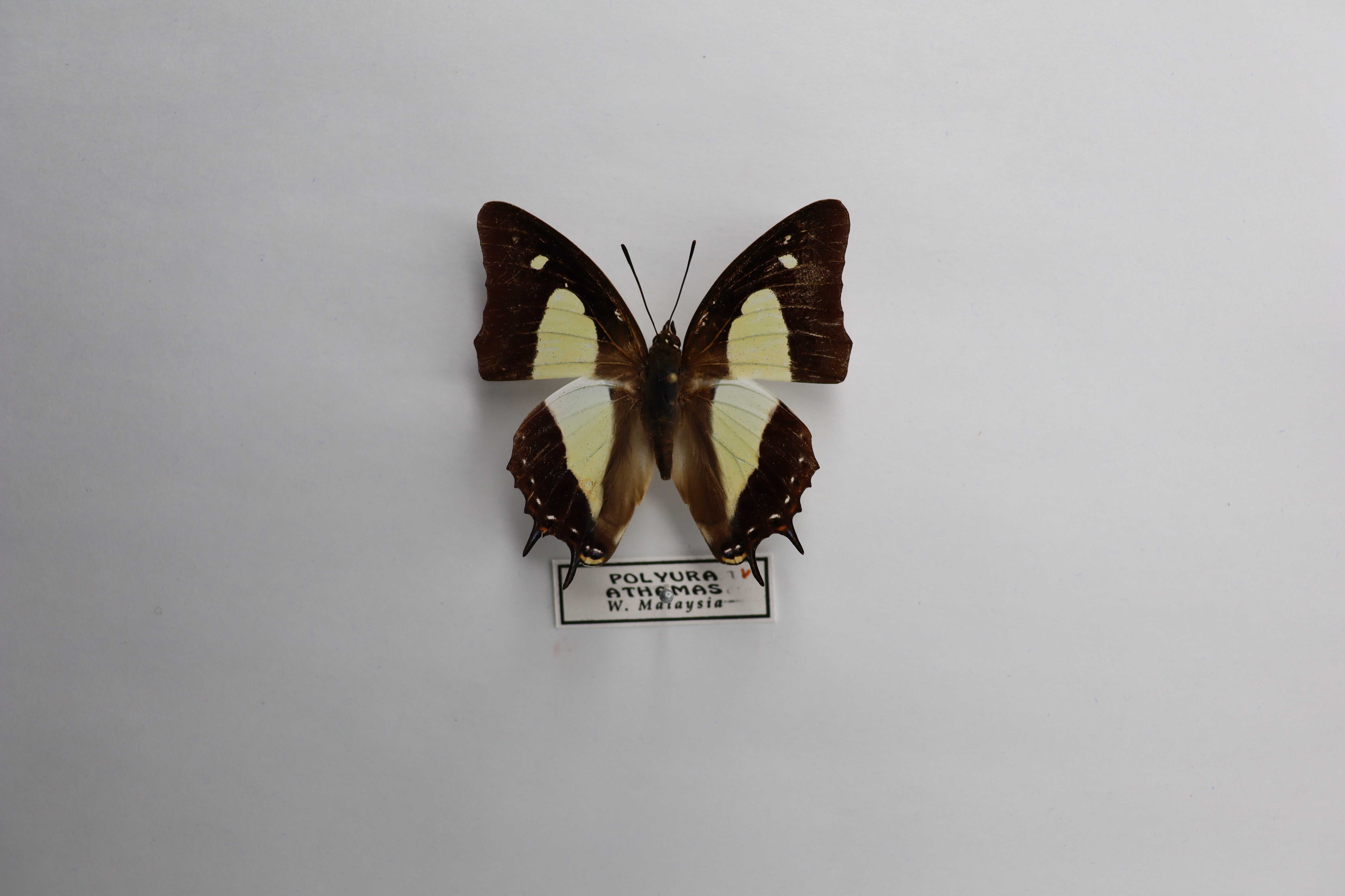 Polyura athamas