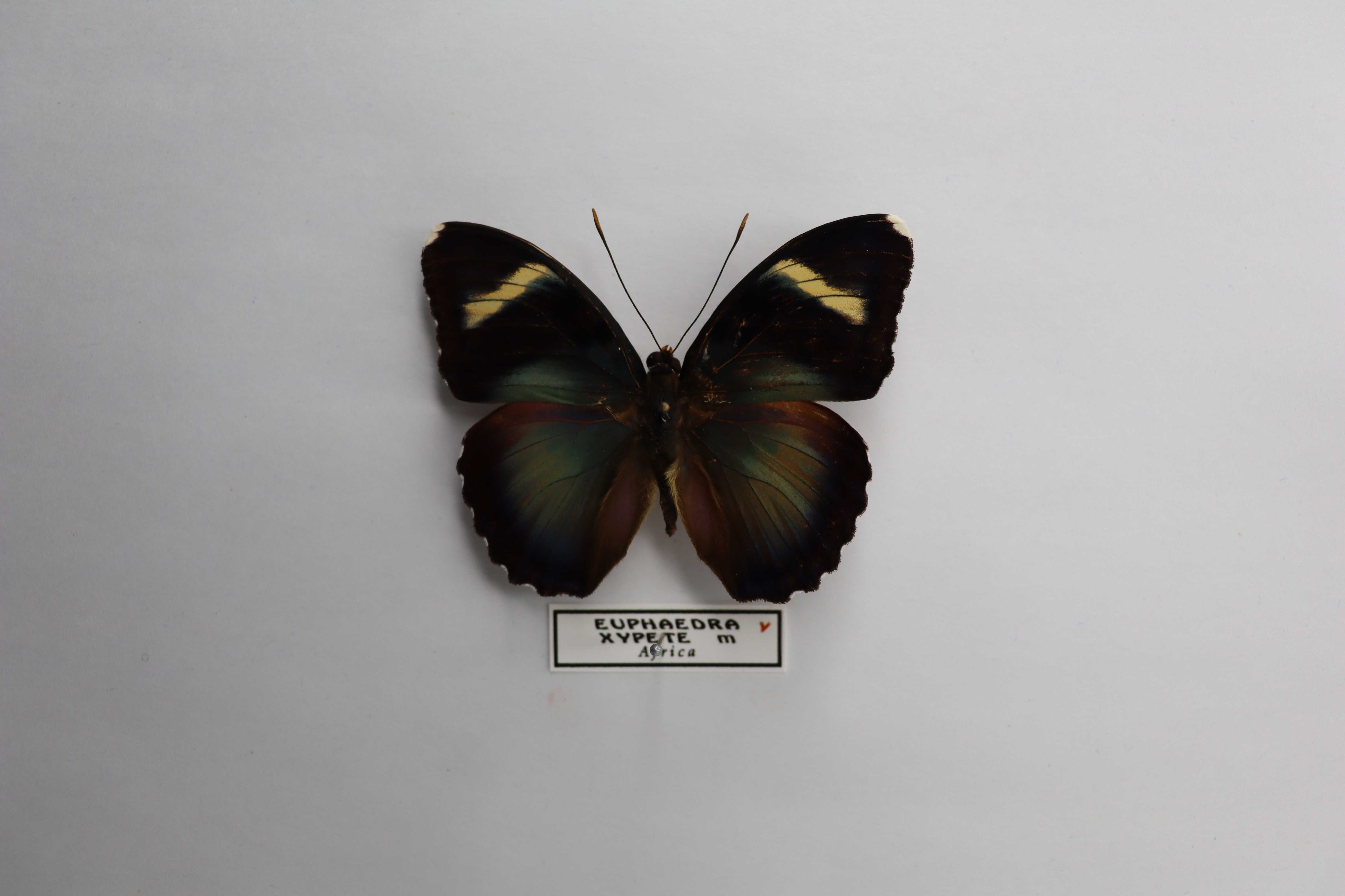 Euphaedra xypete