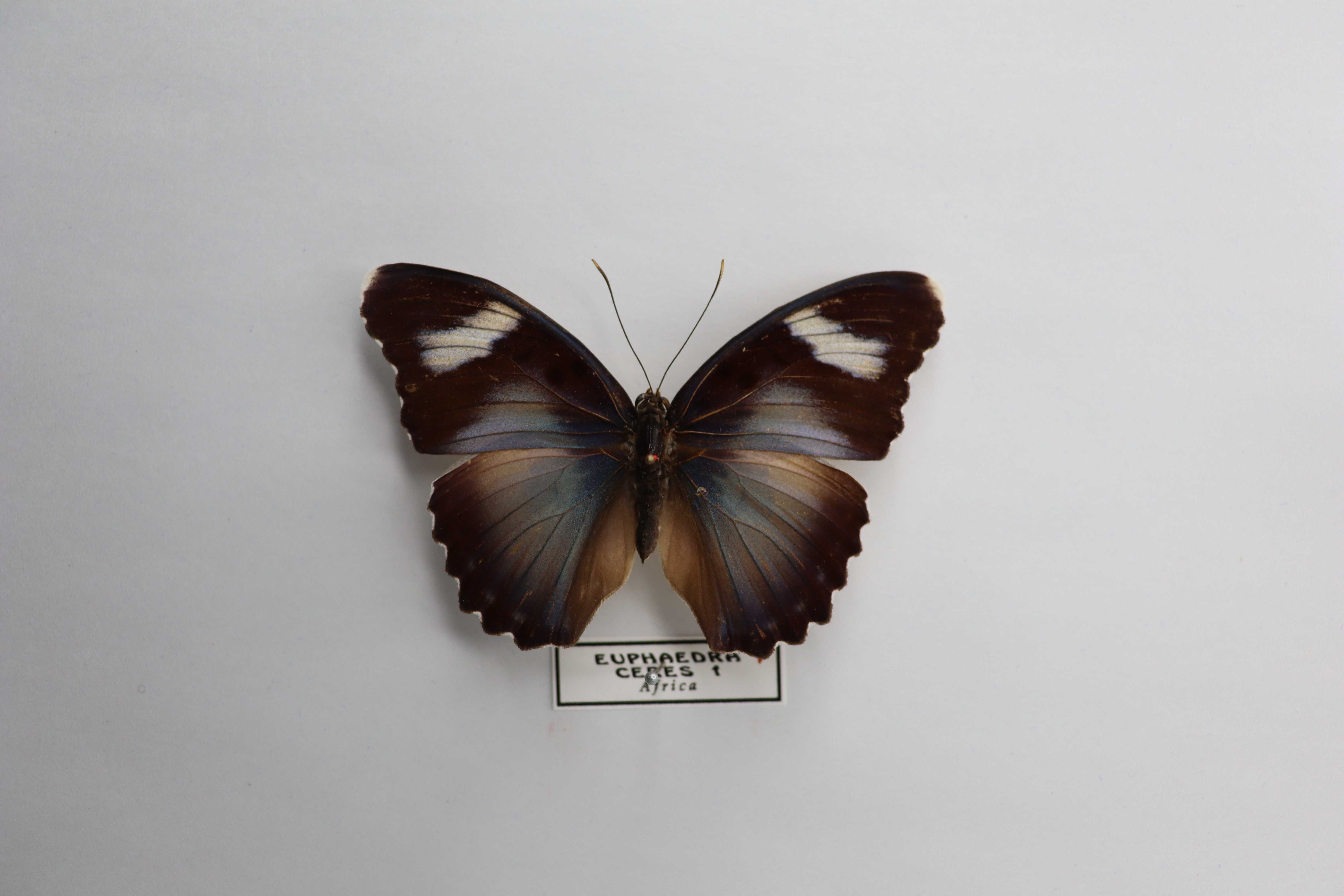 Euphaedra ceres